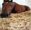 Big Capacity 3-4ton/h LB1000-4 Wood Shaving Machine for Horse/Duck/Chicken Bedding